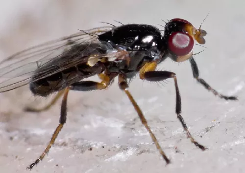 Mosca Saltador del Queso o del Jam&oacute;n, Piophila casei (Linnaeus)